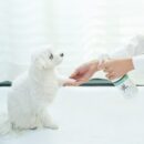 [나무앤미] 피톤치드 가득한 편백잎수액 380ml 편백수 스프레이